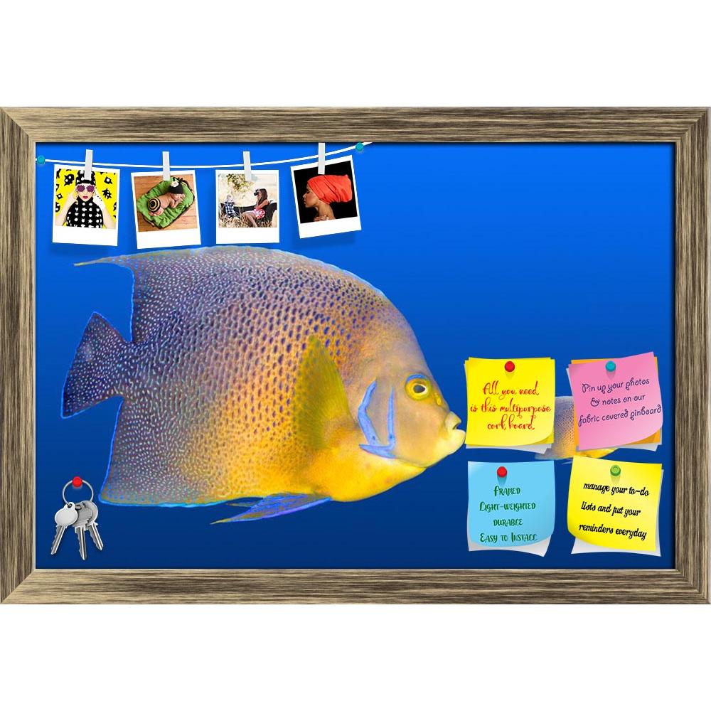 Looking For: Long Narrow Fish Tank, Bulletin Board, Looking For on