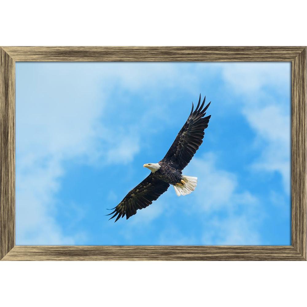 ArtzFolio American Bald Eagle Circling In The Air Canvas Painting Synthetic Frame-Paintings Synthetic Framing-AZ5005952ART_FR_RF_R-0-Image Code 5005952 Vishnu Image Folio Pvt Ltd, IC 5005952, ArtzFolio, Paintings Synthetic Framing, Birds, Photography, american, bald, eagle, circling, in, the, air, canvas, painting, synthetic, frame, framed, print, wall, for, living, room, with, poster, pitaara, box, large, size, drawing, art, split, big, office, reception, of, kids, panel, designer, decorative, amazonbasics