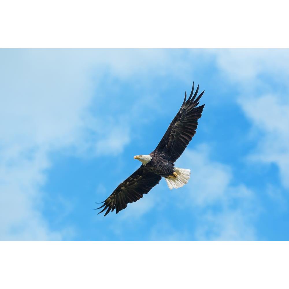 ArtzFolio American Bald Eagle Circling In The Air Unframed Premium Canvas Painting-Paintings Unframed Premium-AZ5005952ART_UN_RF_R-0-Image Code 5005952 Vishnu Image Folio Pvt Ltd, IC 5005952, ArtzFolio, Paintings Unframed Premium, Birds, Photography, american, bald, eagle, circling, in, the, air, unframed, premium, canvas, painting, large, size, print, wall, for, living, room, without, frame, decorative, poster, art, pitaara, box, drawing, amazonbasics, big, kids, designer, office, reception, reprint, bedro